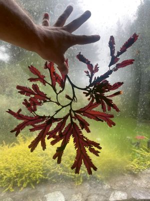 glenkeen-garden-residency-5_lorenzo-rebediani_vera-scaccabarozzi_luca-trevisani_francesca-verga.jpg