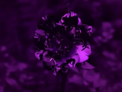 crespo_gg_moritz_fehr_plant-stress-uv50_2022_still_04.jpg