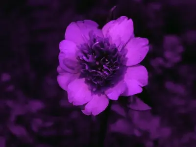 crespo_gg_moritz_fehr_plant-stress-uv50_2022_still_02.jpg