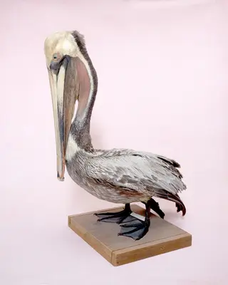 01_brown-pelican-taxidermy-specimen-natural-history-museum-los-angeles-california_c_lisa_barnard.jpg