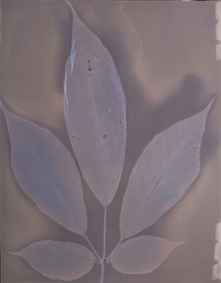 08_lumen-of-threatened-tree-2025_c_isadora_romero.jpg